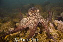 "octopus vulgaris"(mucchiola- Ortona a mare- ch) 450D 18-... by Paolo Zulli 